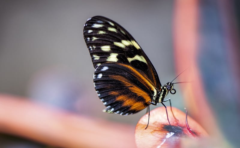 Butterfly Effect